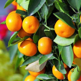 Kumquats